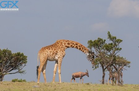  عکس زرافه بامزه برای موبایل