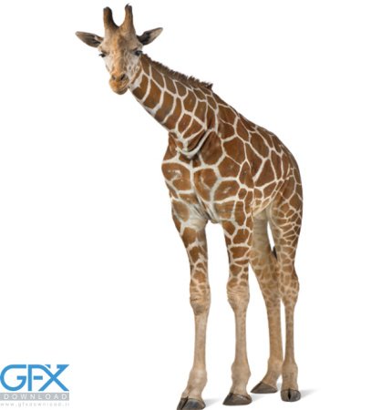  عکس زرافه بامزه برای موبایل