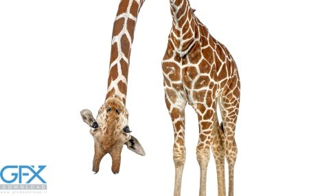  عکس زرافه بامزه برای موبایل