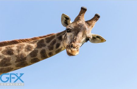  عکس زرافه بامزه برای موبایل