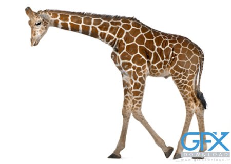  عکس زرافه بامزه برای موبایل