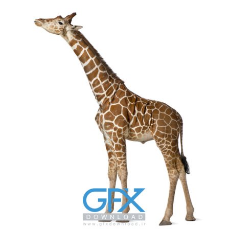  عکس زرافه بامزه برای موبایل