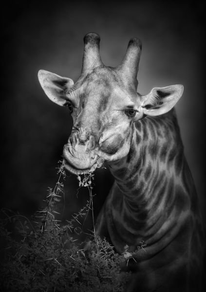  عکس زرافه کارتونی بامزه