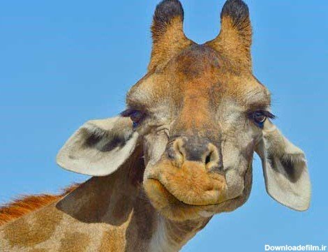 عکس زرافه خنده دار