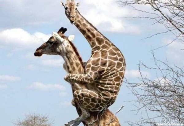  عکس زرافه خنده دار