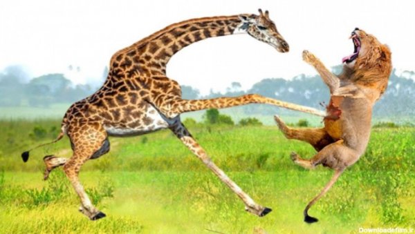  عکس زرافه خنده دار