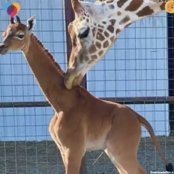  عکس زرافه خنده دار