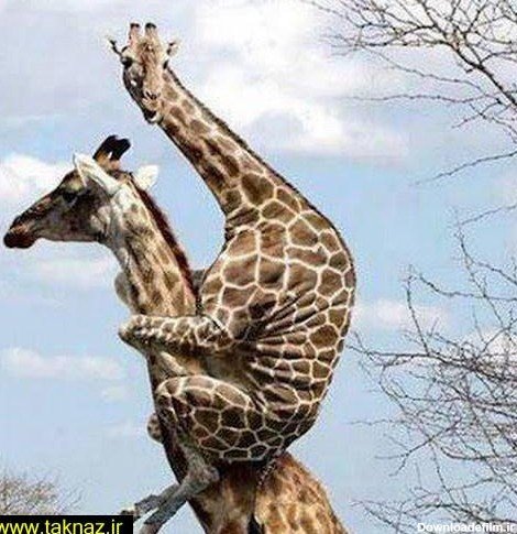  عکس زرافه خنده دار