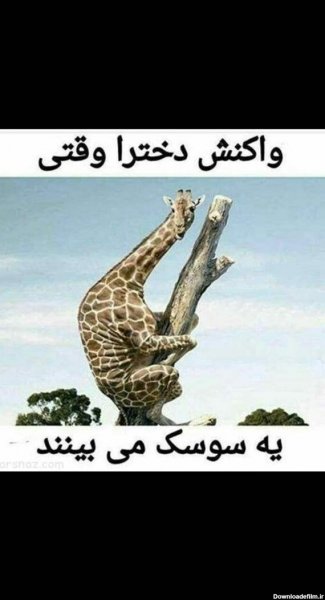  عکس زرافه خنده دار