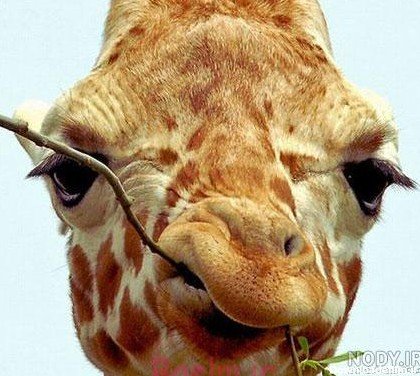  عکس زرافه خنده دار