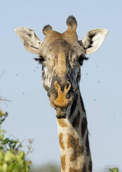 عکس زرافه کیوت