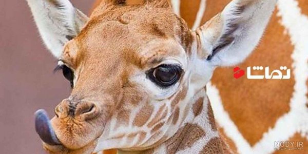 عکس زرافه کیوت