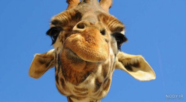  عکس زرافه کیوت