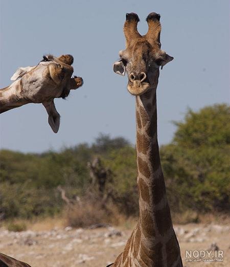  عکس زرافه کیوت