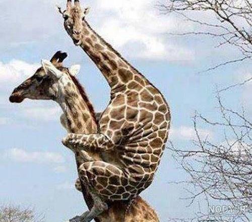  عکس زرافه کیوت