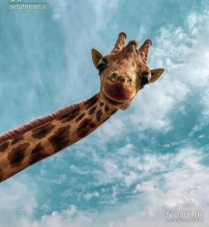  عکس زرافه کیوت