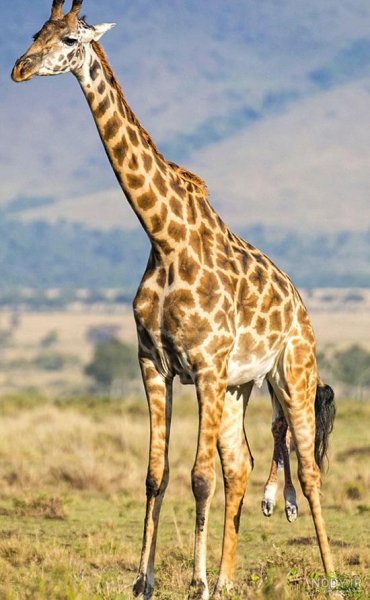  عکس زرافه کیوت