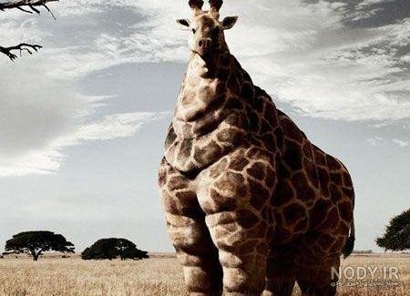 عکس زرافه کیوت