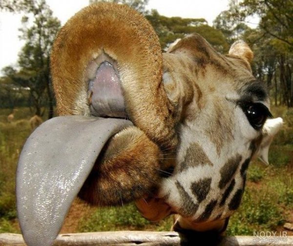  عکس زرافه کیوت