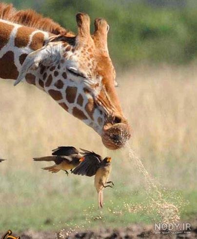  عکس زرافه کیوت