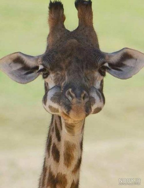  عکس زرافه کیوت