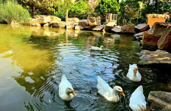  عکس باغ ارم شیراز با کیفیت