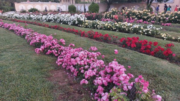  عکس کاخ ارم شیراز