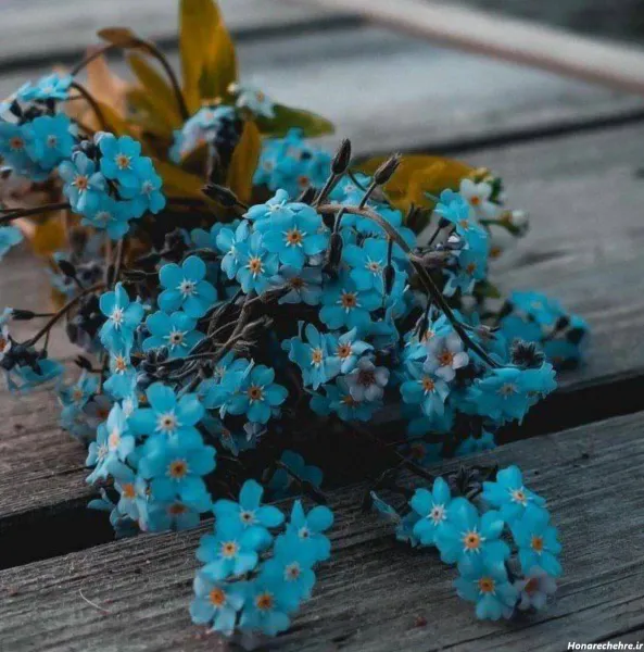 عکس دریا و گل برای پروفایل