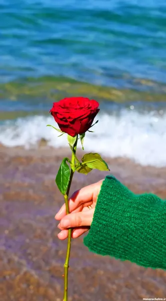  عکس دریا و گل برای پروفایل