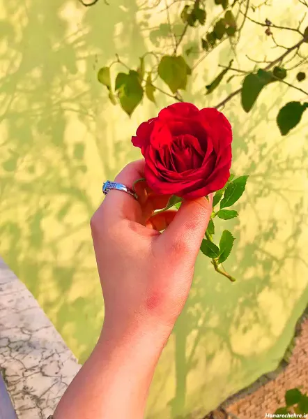  عکس دریا و گل برای پروفایل