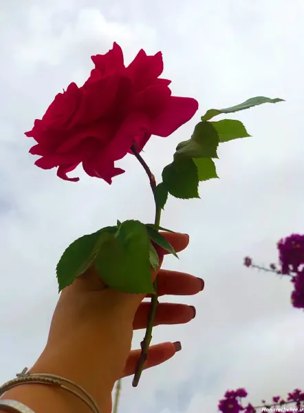  عکس دریا و گل برای پروفایل