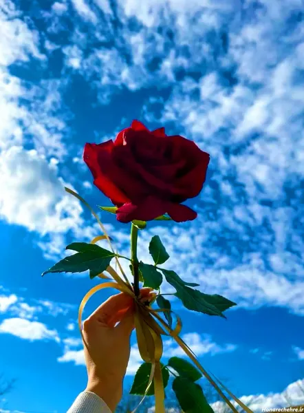  عکس دریا و گل برای پروفایل