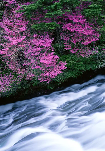  عکس دریا و گل برای پروفایل