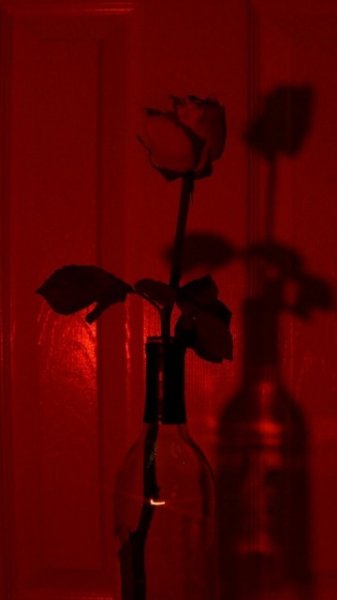  عکس قرمز شاخ