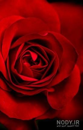  تصویر زمینه قرمز اکلیلی