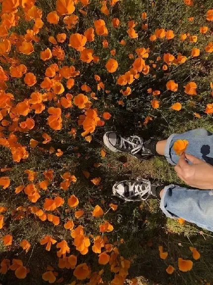  عکس نارنجی فانتزی