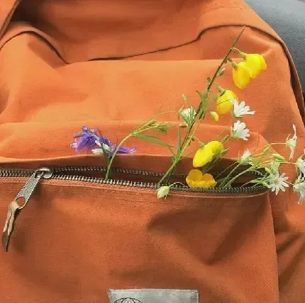  عکس نارنجی کیوت