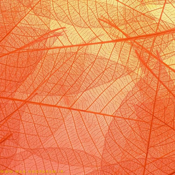 عکس نارنجی پینترستی