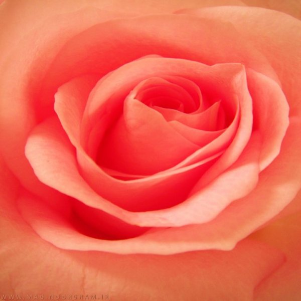 عکس نارنجی پینترستی