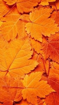  عکس پس زمینه نارنجی کیوت