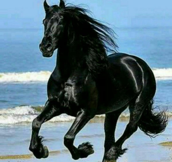 تصویر اسب سیاه زیبا برای پروفایل