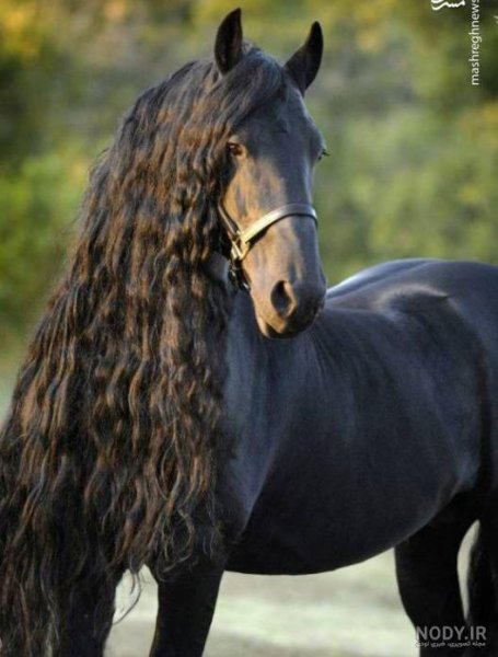  تصویر اسب سیاه زیبا برای پروفایل