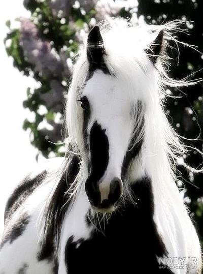  تصویر اسب سیاه زیبا برای پروفایل