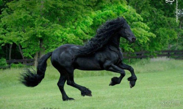  تصویر اسب سیاه زیبا برای پروفایل