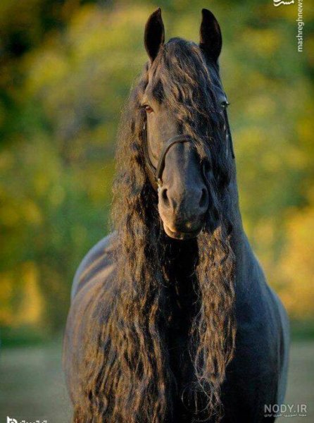  تصویر اسب سیاه زیبا برای پروفایل
