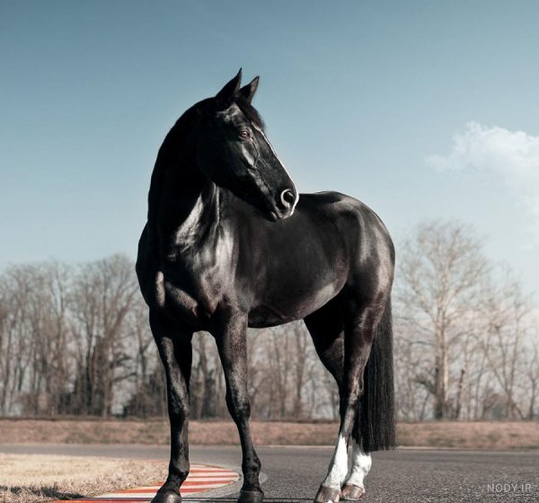  تصویر اسب سیاه زیبا برای پروفایل