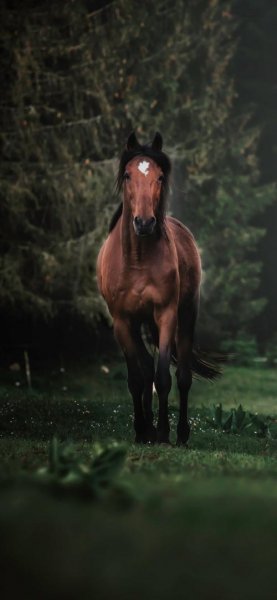 تصویر زمینه اسب سفید با کیفیت عالی