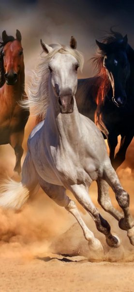  تصویر زمینه اسب سفید با کیفیت عالی