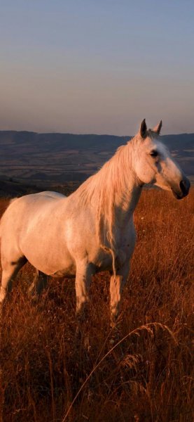  تصویر زمینه اسب سفید با کیفیت عالی