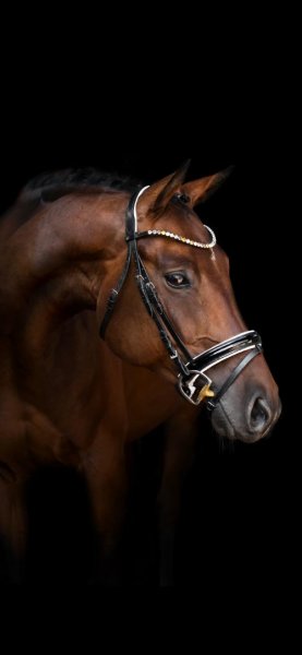  تصویر زمینه اسب سفید با کیفیت عالی